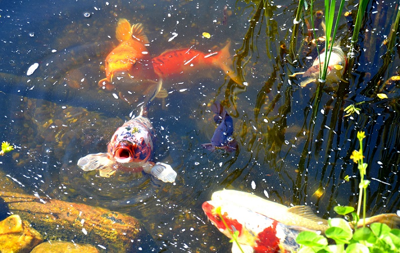 Koi-Karpfen im Gartenteich eine hübsche und gleichzeit wertvolle Hilfe im Kampf gegen die Stechmücken