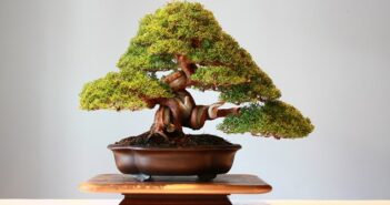 Bonsai Pflege: Pflege, Giessen, Schneiden, Standort, ect.