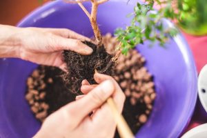 Der Bonsai wird in eine größere Schale mit frischem Substrat umgetopft