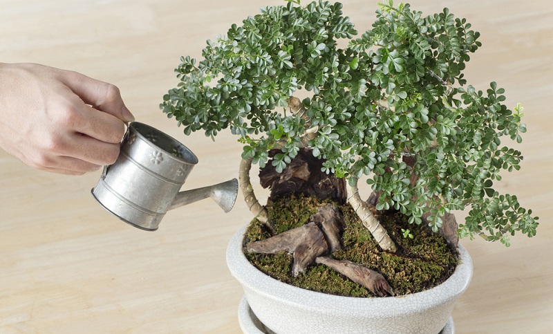 Bonsai Pflege: Gieen, Schneiden, Standort, ect.