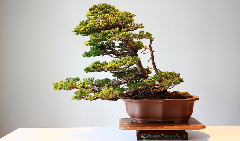 Ein Bonsai Substrat - gemischt aus Substrat und Humus. Ist der richtige Boden für den Bonsai.