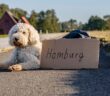 So hält man Hunde in Hamburg: Wissenswertes rund um hanseatische Vierbeiner