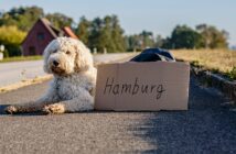 So hält man Hunde in Hamburg: Wissenswertes rund um hanseatische Vierbeiner