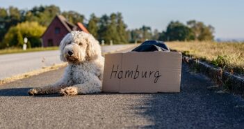 So hält man Hunde in Hamburg: Wissenswertes rund um hanseatische Vierbeiner
