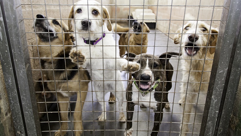 Jedem vernünftigen Hundebesitzer ist der Tierschutz ein generelles Anliegen. Leider gibt es auch immer wieder Menschen, die mit ihren Tieren überfordert sind oder sie fahrlässig (manchmal sogar vorsätzlich) schlecht behandeln.