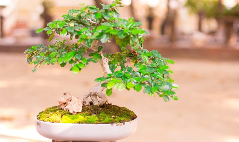  Bonsai richtig schneiden und pflegen. Fehler vermeiden, damit das kleine Kunstwerk gedeihen kann.