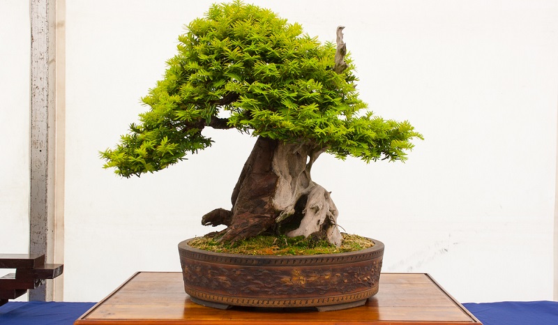 Ein Bonsai, der aus einer Eibe gestaltet wurde, sollte mit der Pinzette in Form gebracht werden. So bleiben Äste und Nadeln schön grün. 