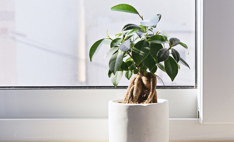  Dieser Zimmerpflanzen Bonsai hat viel zu große Blätter für den Stamm. Der Blattschnitt wurde nicht durchgeführt und das führt zu einer optischen Disharmonie.