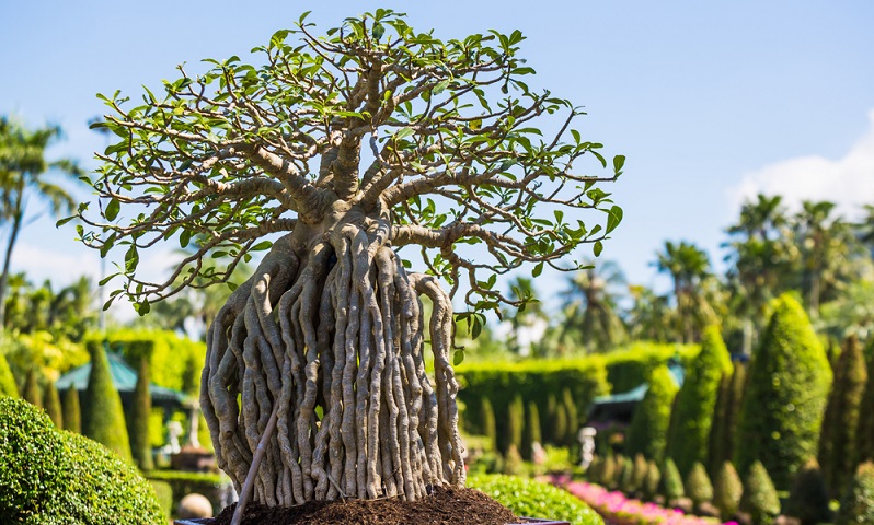 Bonsai schneiden: Um ein solches Kunstwerk zu erschaffen, muss man schon ein Meister seiner Zunft sein.