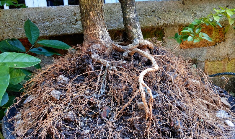 Dieser Bonsai hat einen Wurzelschnitt nötig. Um die Wurzel vom Bonsai richtig zu schneiden, kann man einen Kurs besuchen oder den Bonsai-Spezialisten fragen.