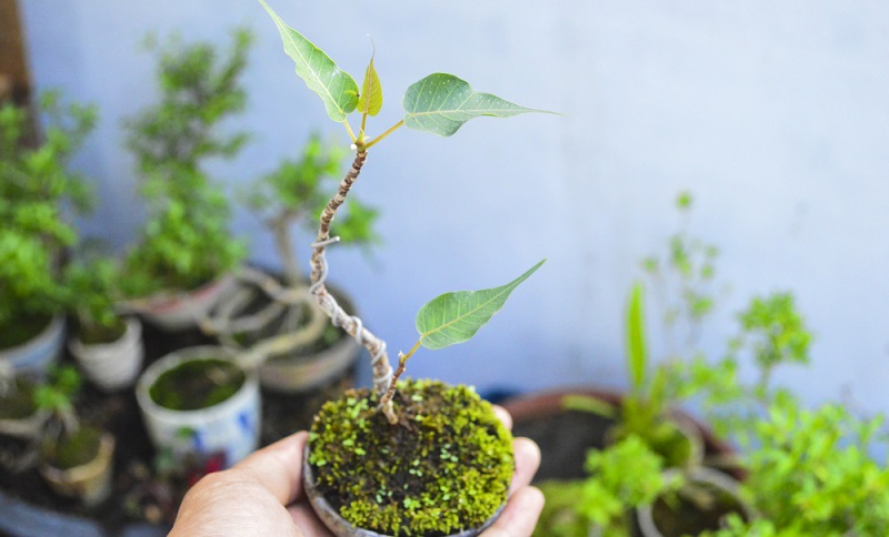 Um aus einem kleinen Bäumchen einen Bonsai zu schneiden, wird Geschick viel Geduld benötigt.