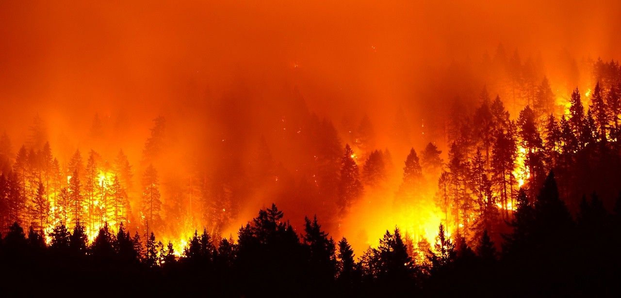 Waldbrände in Deutschland nehmen zu: Vorbereitungen (Foto: AdobeStock - Kirk Atkinson 180656803)