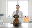 Steigende Tierarztkosten belasten Hundebesitzer - Hundekrankenversicherung schützt vor finanziellen (Foto: KI-generiert via deevid.ai)