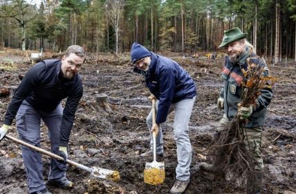 WEMAG und Partner pflanzen 2.000 Traubeneichen für lokalen (Foto: WEMAG/Stephan Rudolph-Kramer)