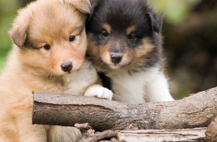 EU-Verordnung zur Kennzeichnung und Registrierung schützt Hunde und (Foto: AdobeStock - Swanlake - 12851425)