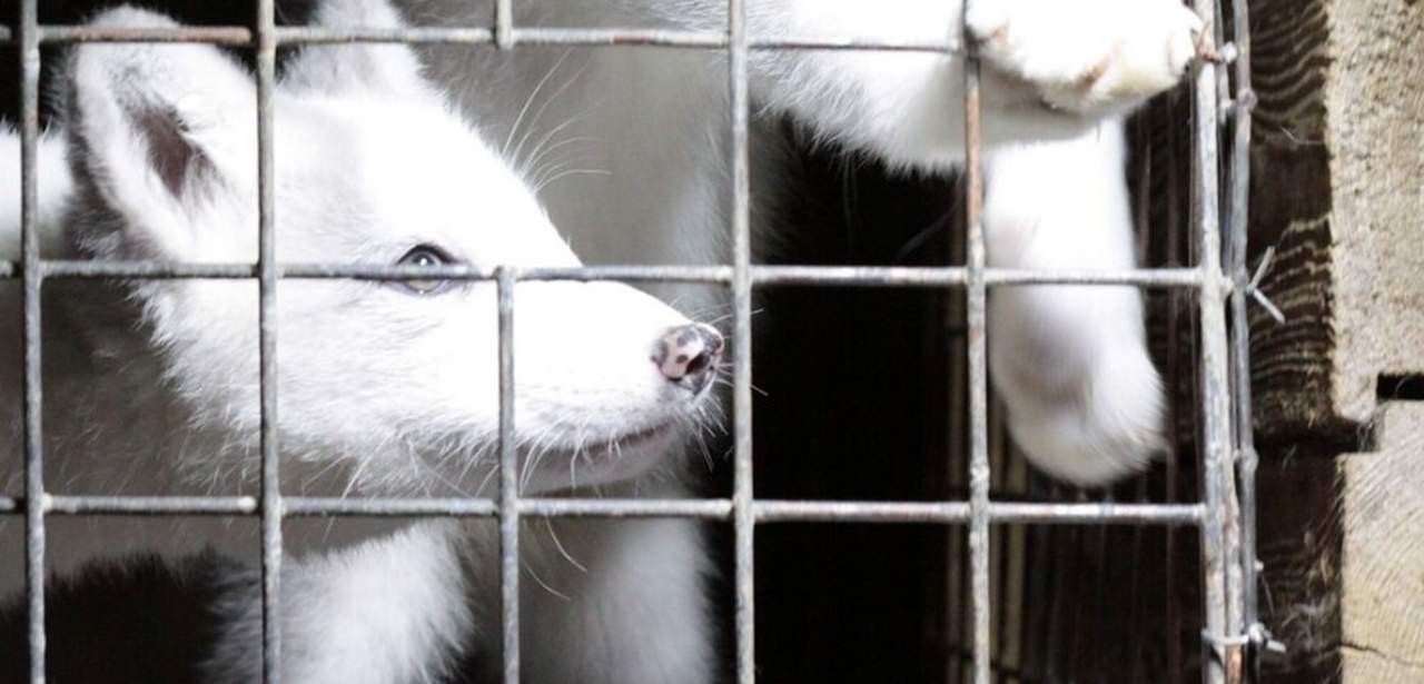 EU-Kommission verzögert Entscheidung zum Pelzhandelsverbot trotz 1,5 Millionen (Foto: Deutscher Tierschutzbund e.V.)