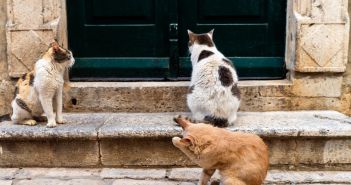 Jedes Katzenleben zählt zeigt Top-Irrtümer auf und fördert (Foto: AdobeStock - Sarah Rypma - 623835870)