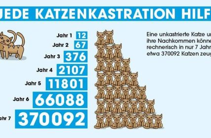 Landkreis Günzburg führt verbindliche Katzenschutzverordnung ab September 2026 (Foto: PETA)