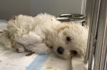 Tollwutfall im Tierheim: Tierschutzbund fordert umfassende Regulierung des (Foto: Deutscher Tierschutzbund e.V.)