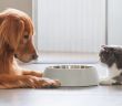 Gelegentlich naschen Hunde Katzenfutter unbedenklich, langfristig jedoch drohen (Foto: AdobeStock - chendongshan - 465195323)