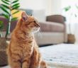 Chronische Nierenerkrankung bei Katzen früh erkennen und gezielt (Foto: AdobeStock - maryviolet - 268042523)