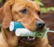 Häusliche Zahnpflege beim Hund beginnt direkt nach professioneller (Foto: Emmi Ultrasonic GmbH)
