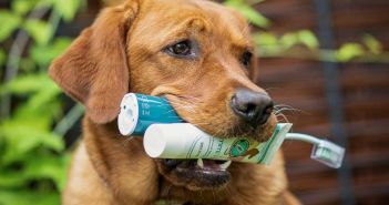 Häusliche Zahnpflege beim Hund beginnt direkt nach professioneller (Foto: Emmi Ultrasonic GmbH)