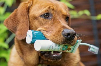 Häusliche Zahnpflege beim Hund beginnt direkt nach professioneller (Foto: Emmi Ultrasonic GmbH)